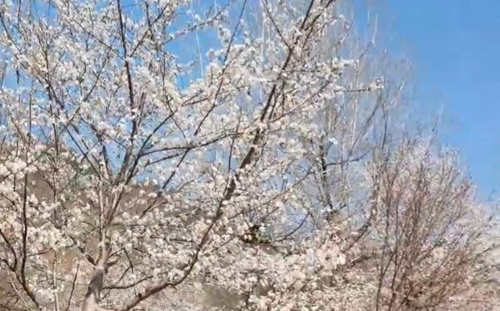 영등포 여의도 봄꽃축제