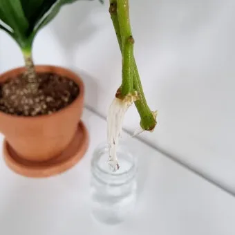 물꽂이 삽목 성공률높이기 깨끗한물 교체주기 빛관리 요령_4