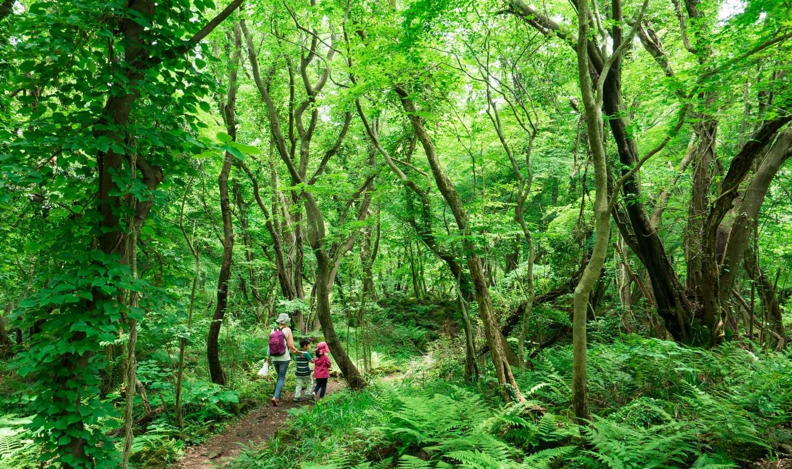 교래자연휴양림