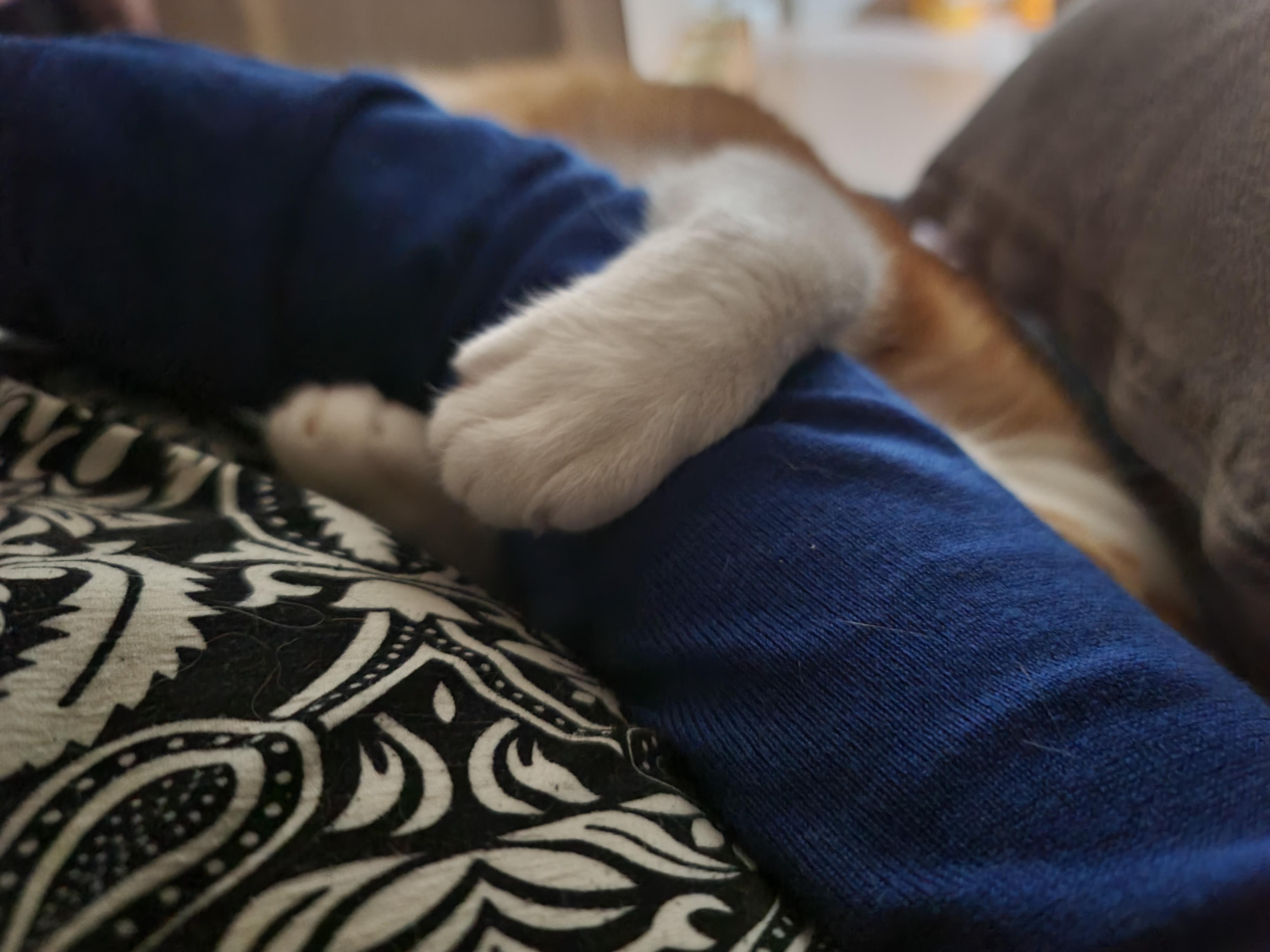 엄마 팔 꼭 껴안고 자는 고양이 호야