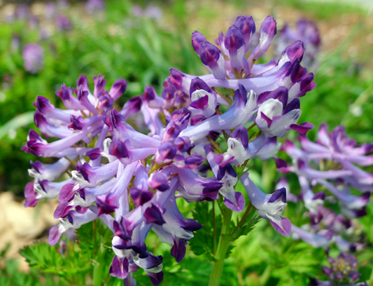 괴불주머니, 괴불주머니효능, 자주괴불주머니,