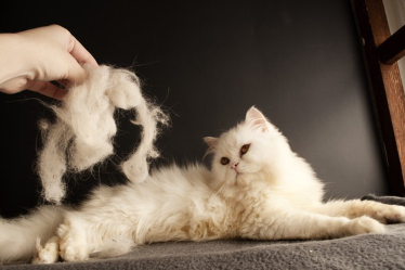 털뭉치를 보는 고양이.