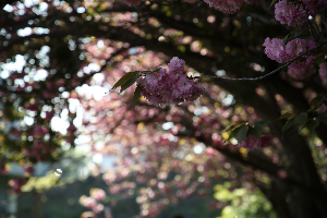 제주겹벚꽃 #제주여행 #제주봄꽃명소 #제주도겹벚꽃 #제주사진맛집 #4월제주여행 #겹벚꽃명소 #제주시겹벚꽃 #서귀포겹벚꽃 #제주봄여행추천