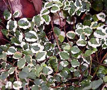 실내에서-키우기-쉬운-식물-푸밀라