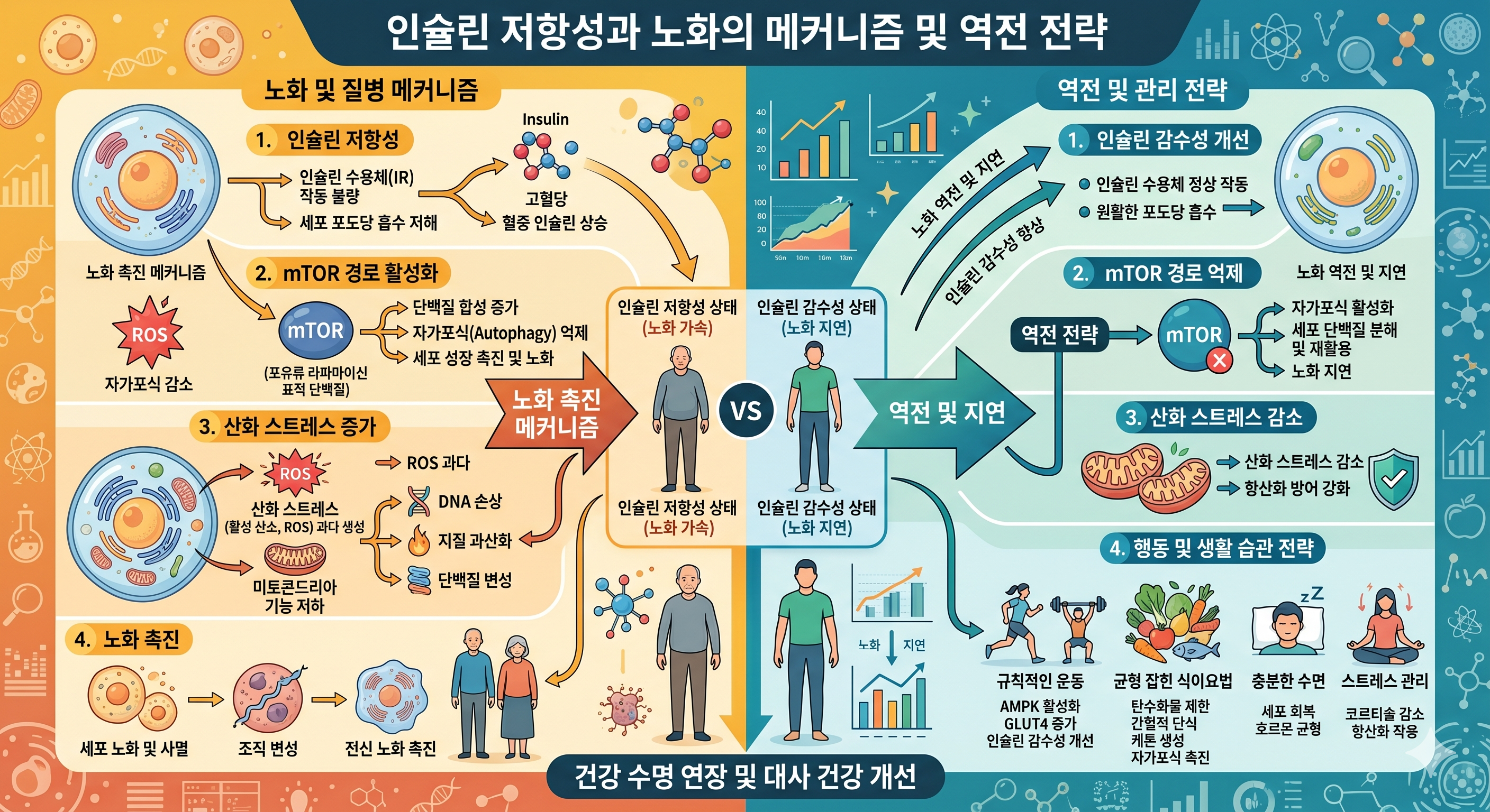 인슐린 저항성 노화 가속 &mdash; mTOR 과활성화 오토파지 억제 산화 스트레스 텔로미어 단축 개선 전략