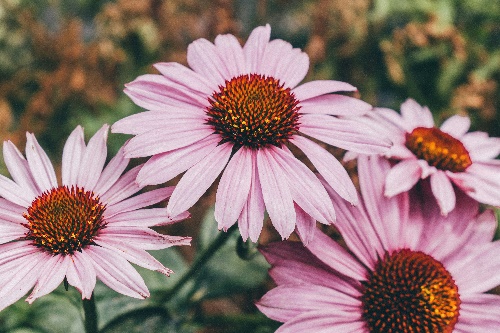 에키네시아 효능 3가지 및 부작용