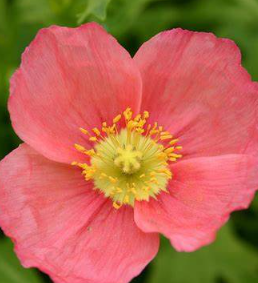 개양귀비 꽃의 효능5