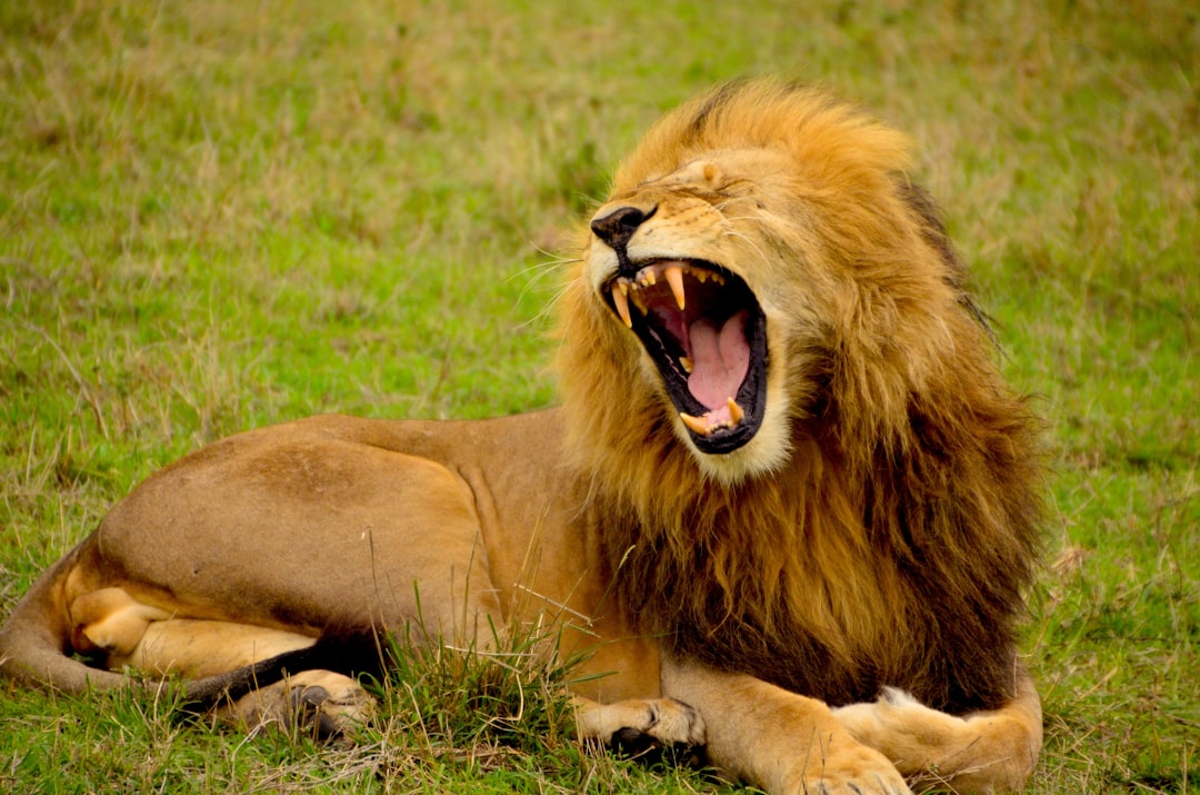 Lion