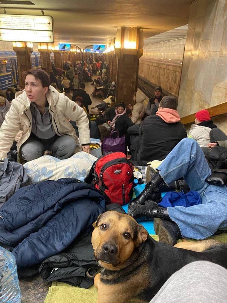 강아지와 탈출하는 우크라이나인들 VIDEO: Heartbreaking Photos Show Ukrainians Fleeing Their Country With Their Beloved Pets