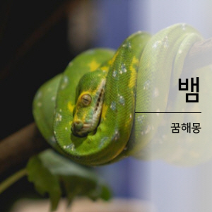 뱀꿈해몽