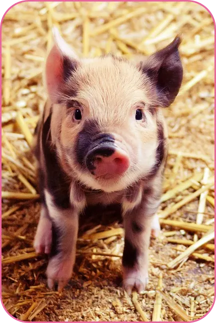 2024년 돼지띠 운세