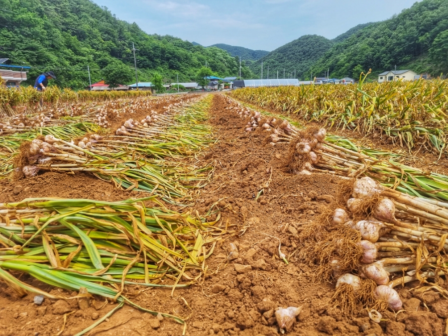 2025 단양 마늘축제 &amp; 단양마늘 활용