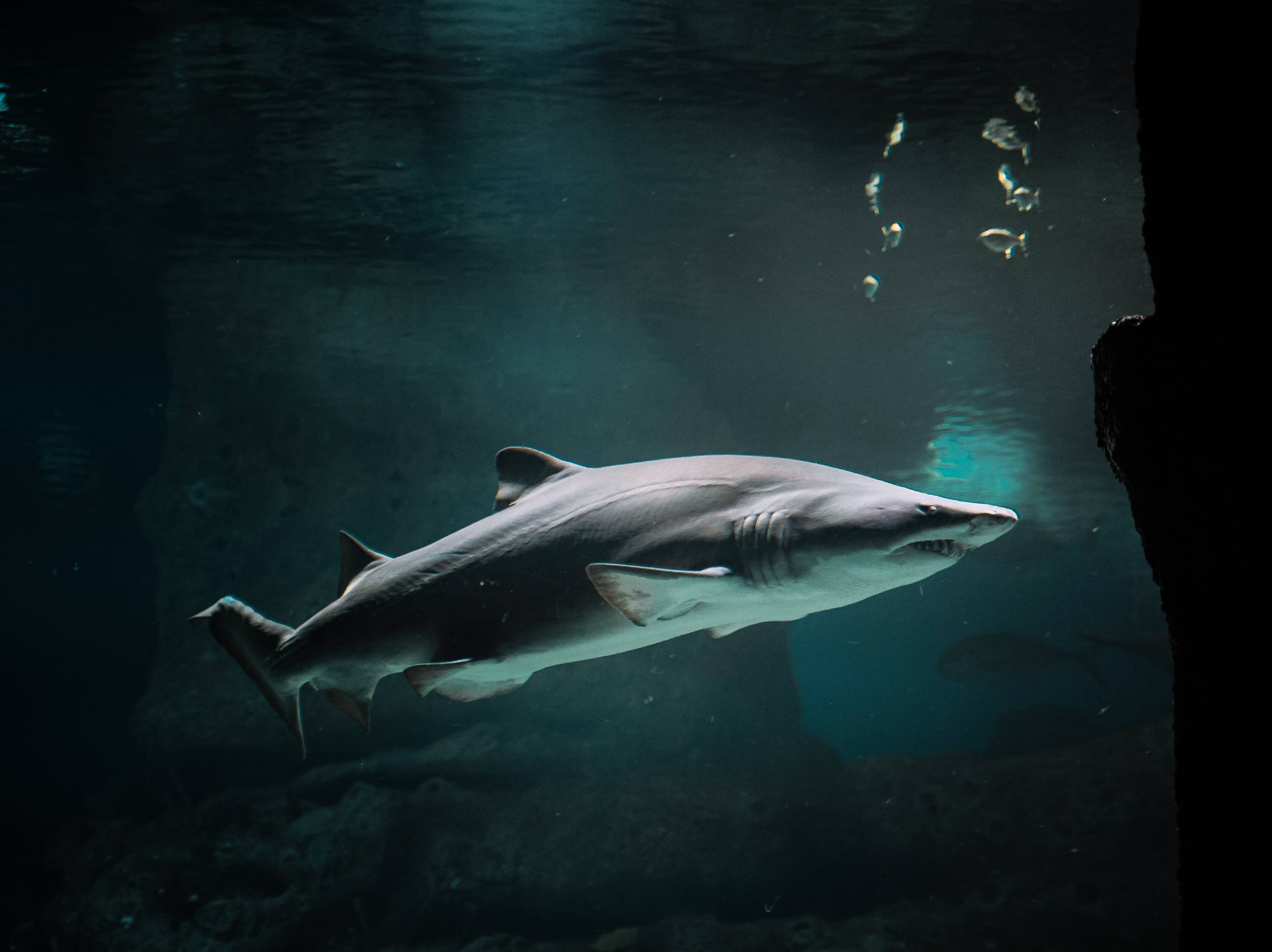 어두운 바다를 헤엄치는 상어의 옆면 사진