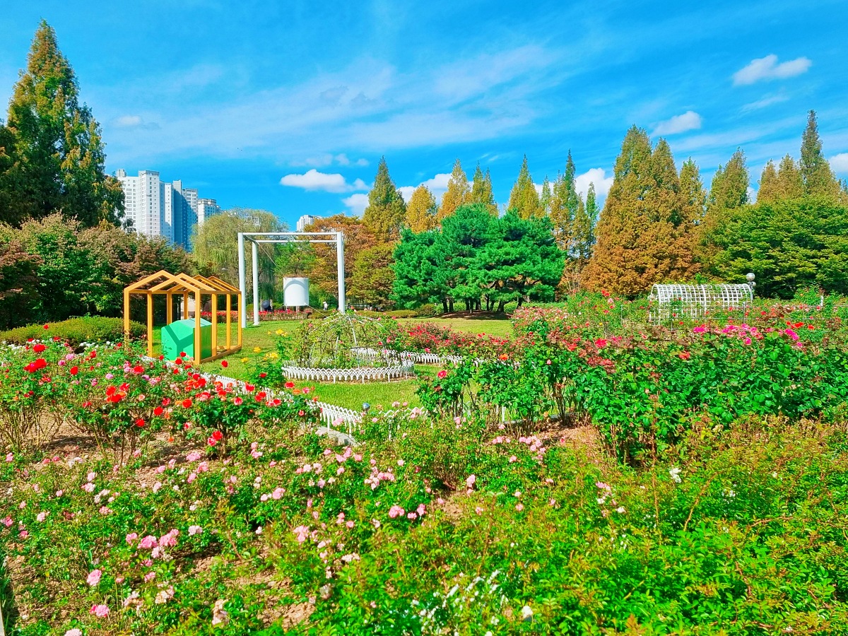 서울 근교 가을꽃 만발한, 경기도 고양시 강매석교공원 창릉천 코스모스축제
