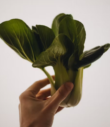 청경채 효능 부작용 고르는법 칼로리