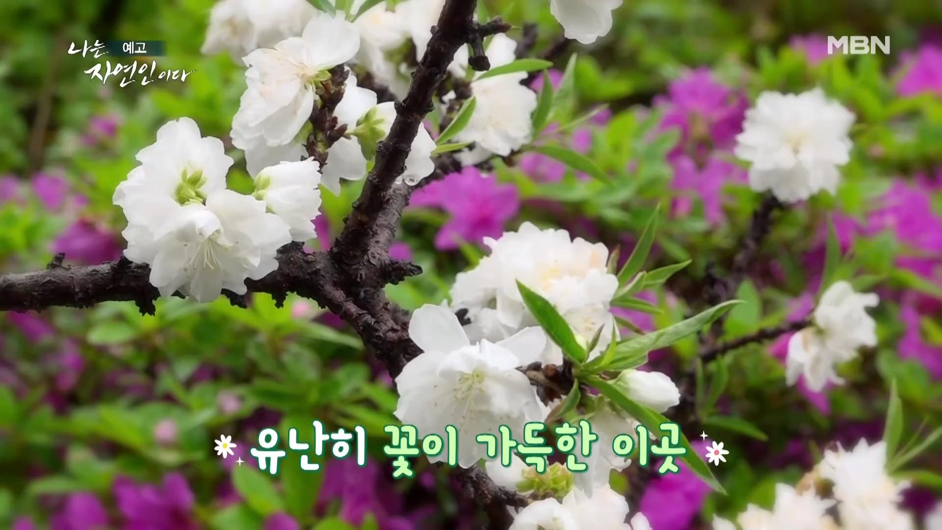나는 자연인이다 42년 공무원 출신 산야초 대통밥 봄 나물 전 행복산 사랑동사무소 자연인 강이규 소개 및 이승윤 출연 552회 다시보기