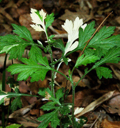 쑥 효능 부작용 칼로리 요리