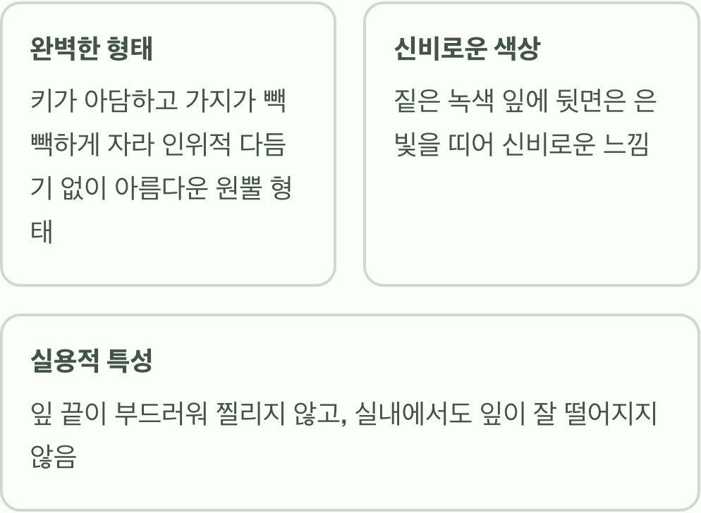 크리스마스트리의 '왕', 구상나무