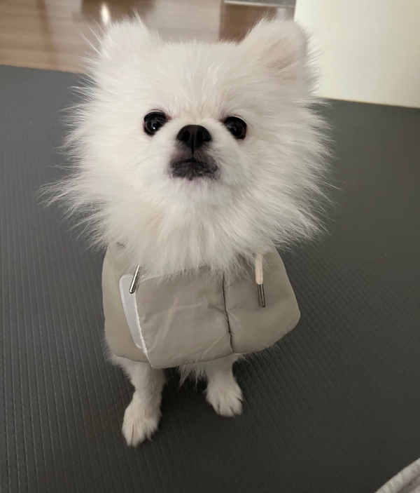 포메라니안_꾸마