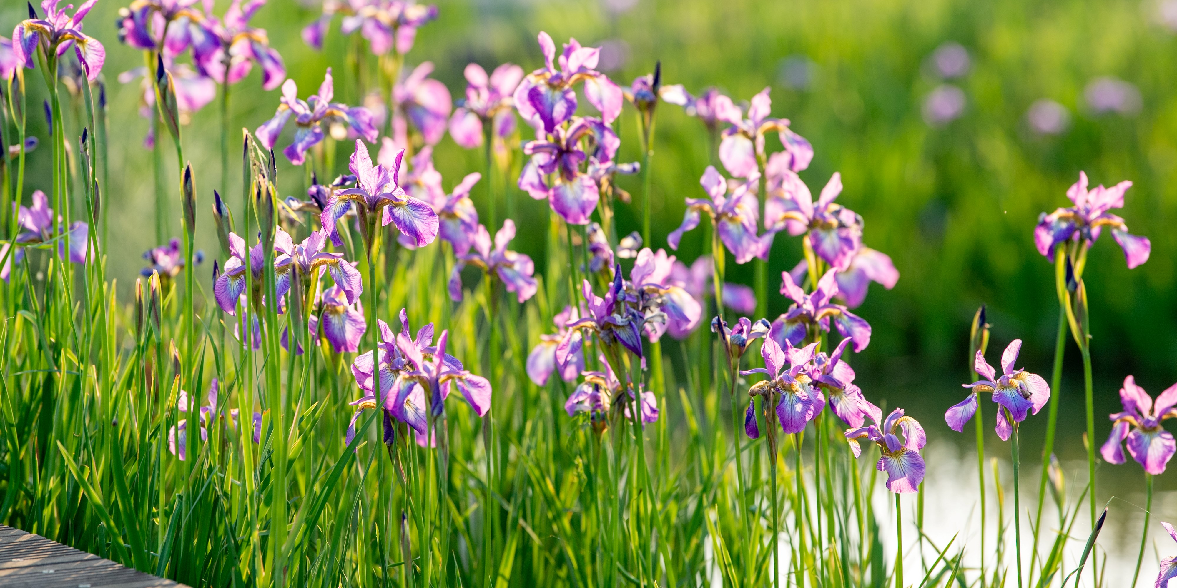 국립세종수목원