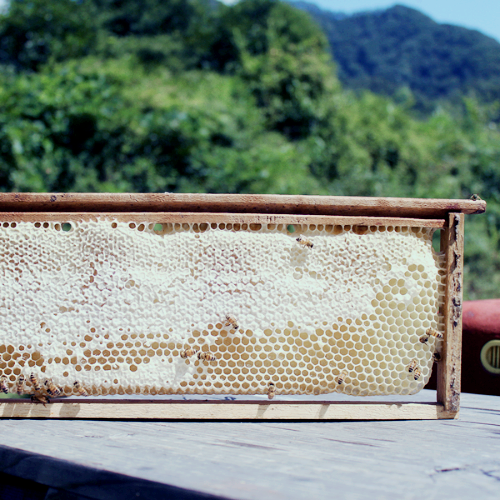 프로폴리스 효능