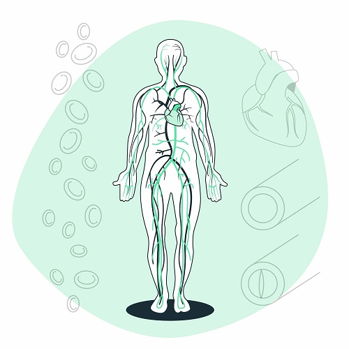 림프계의 역할과 구조에 대하여