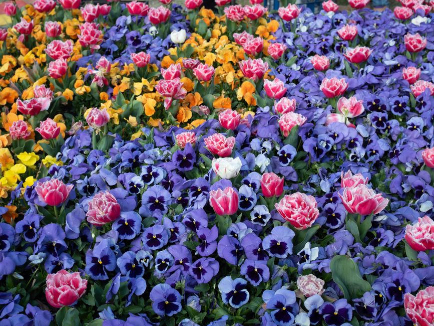A colorful mix of flowers including tulips and pansies at Floriade Festival, Canberra.