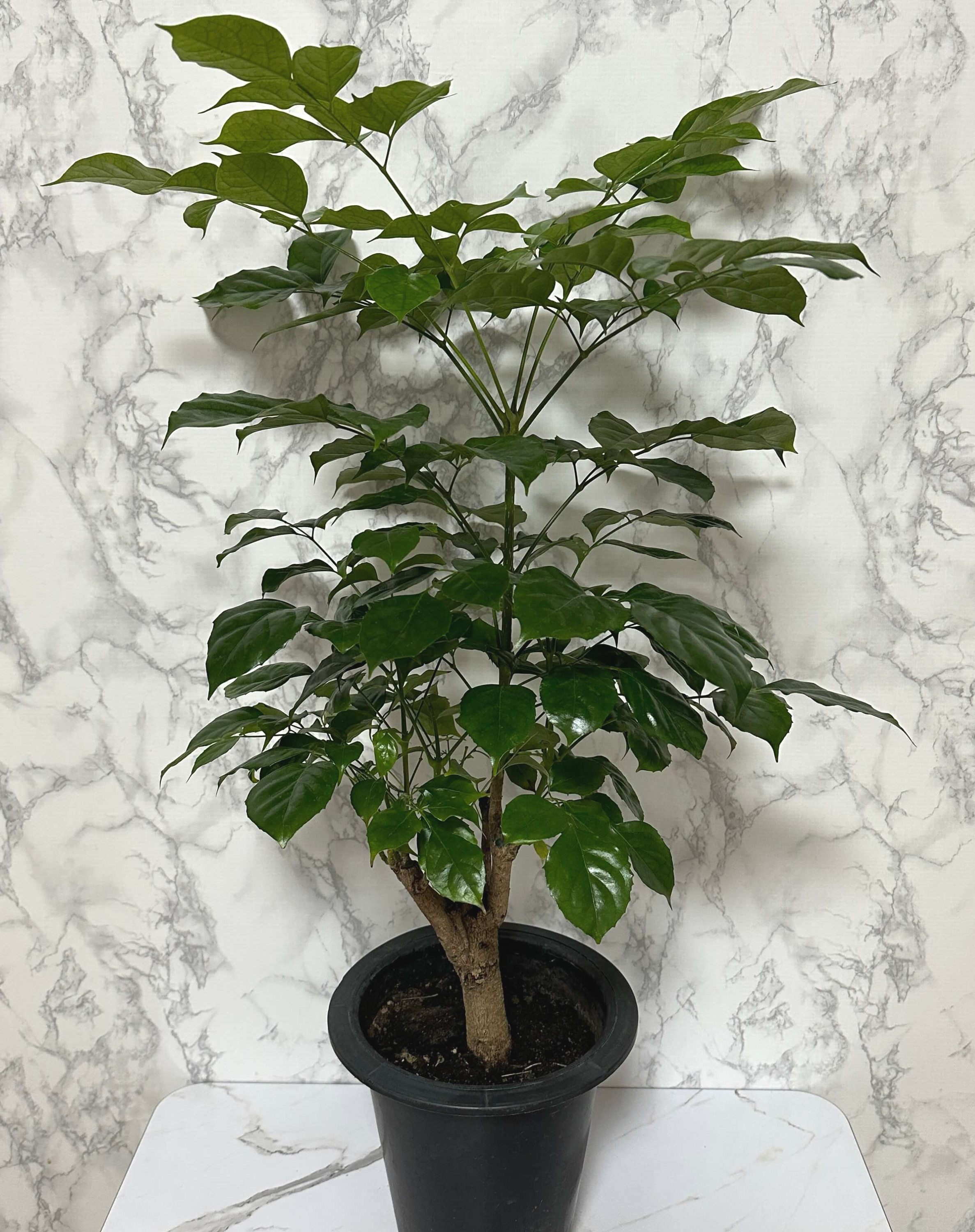 녹보수 키우는법