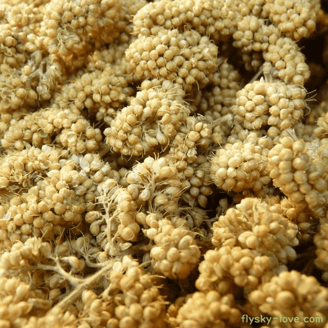 맛과 건강을 한번에 기장