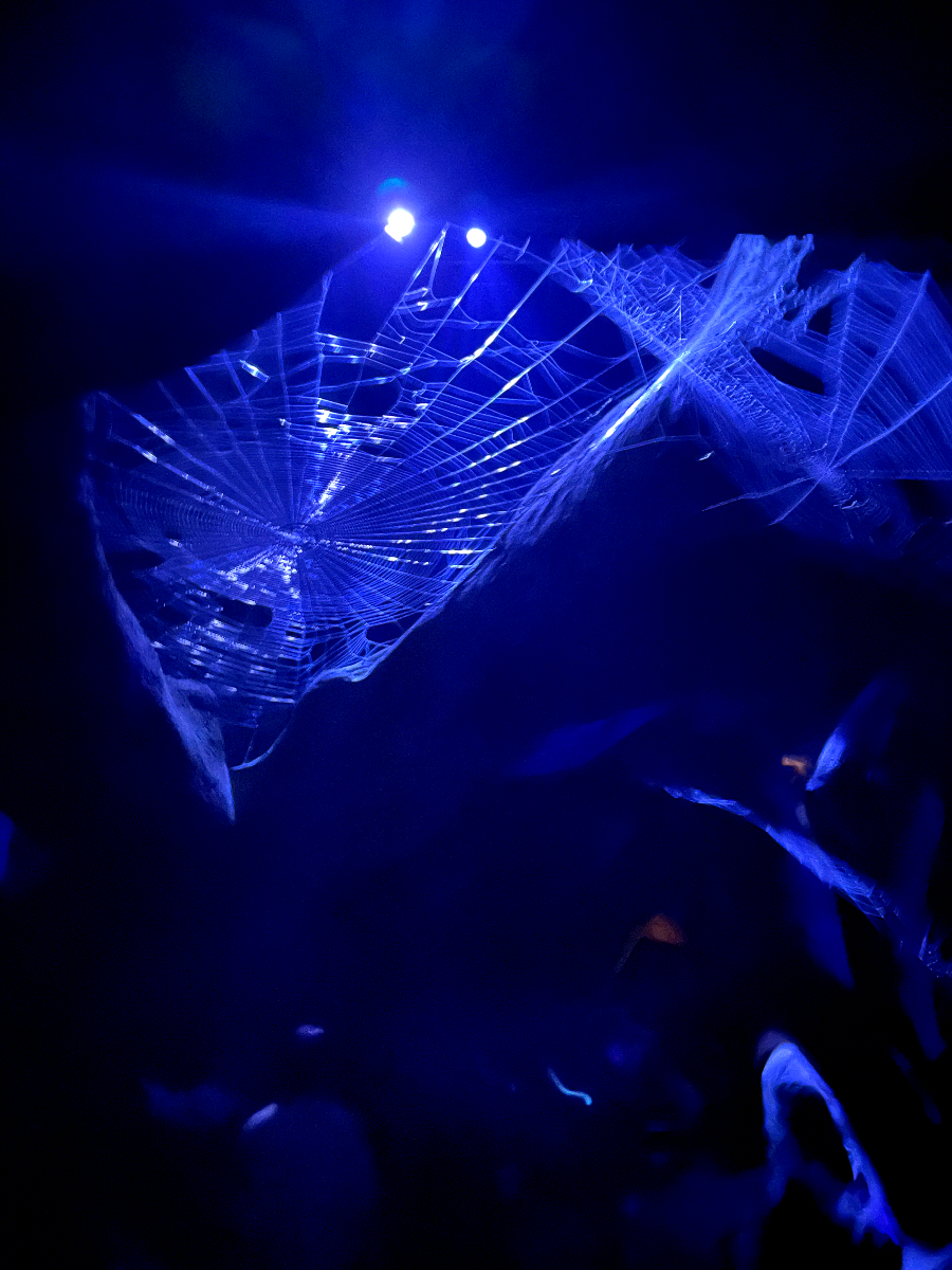 해리포터의 거미 친구 아라고그(Aragog)