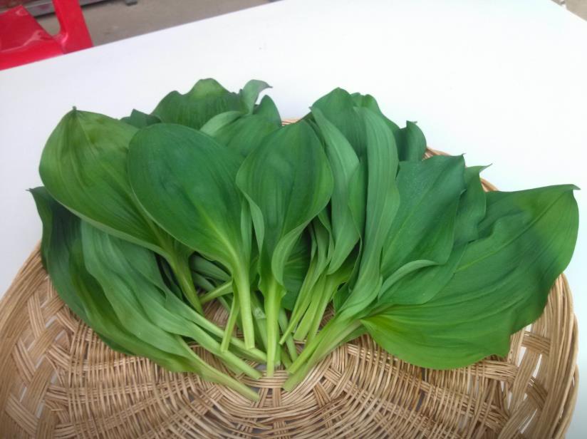 바구니에 담겨 있는 극한직업 명이나물