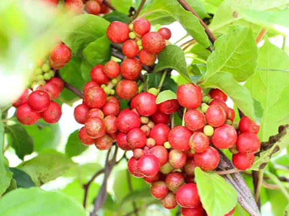 발사믹 식초와 같이 먹는 오미자