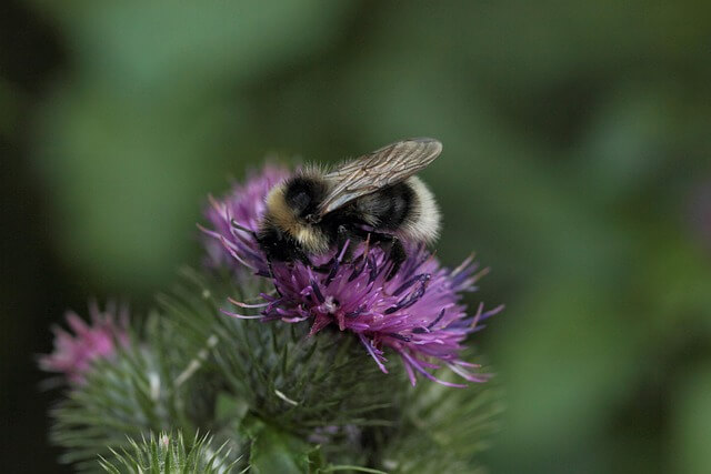 우엉차 효능 부작용