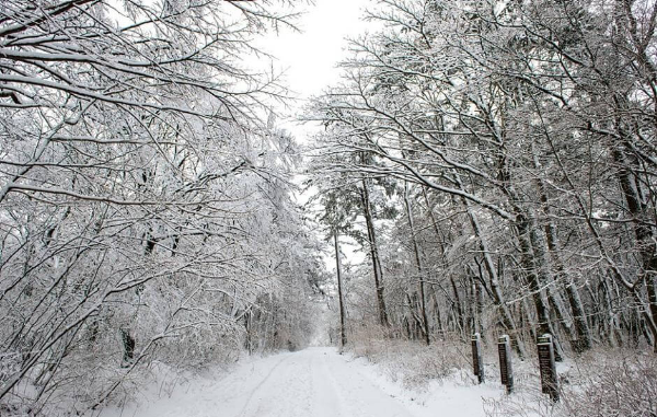 제주도 겨울 트레킹 명소 BEST 5, 한라산·절물·사려니·비자림·용머리해안 코스 정리