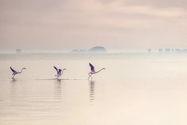 물에서 키우는 실내 식물 추천_2