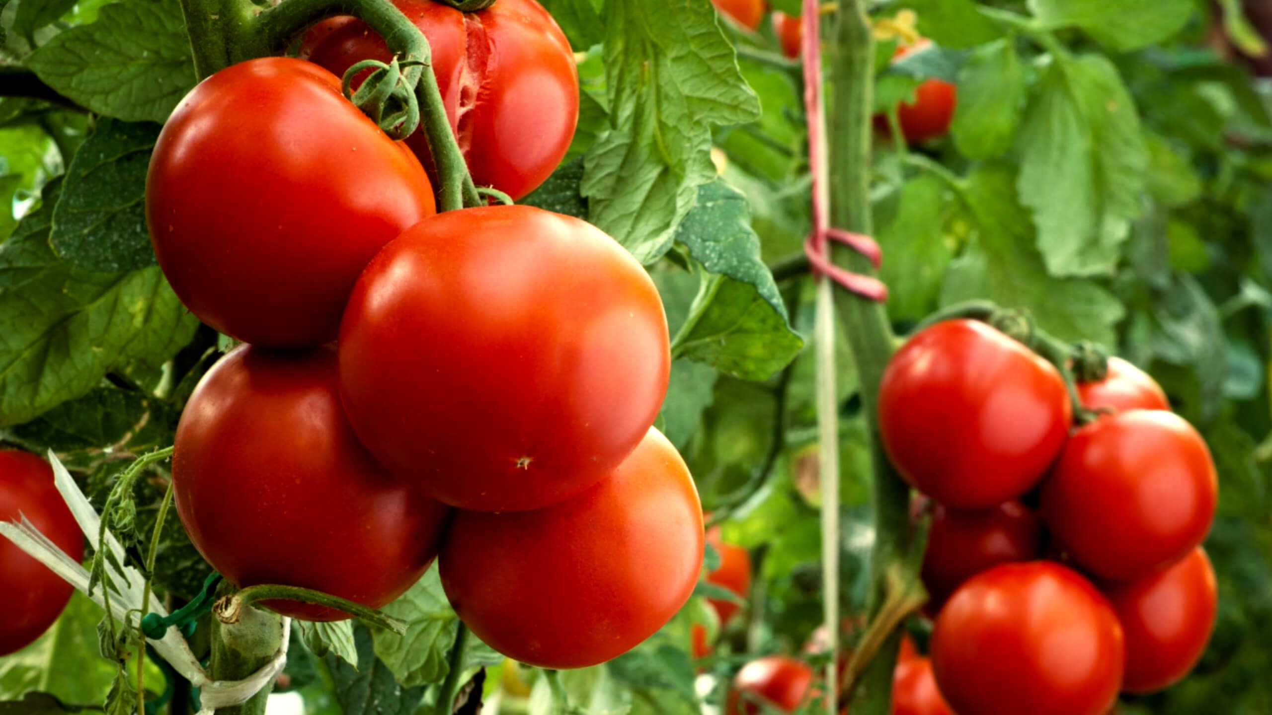 관절염에 좋은 토마토