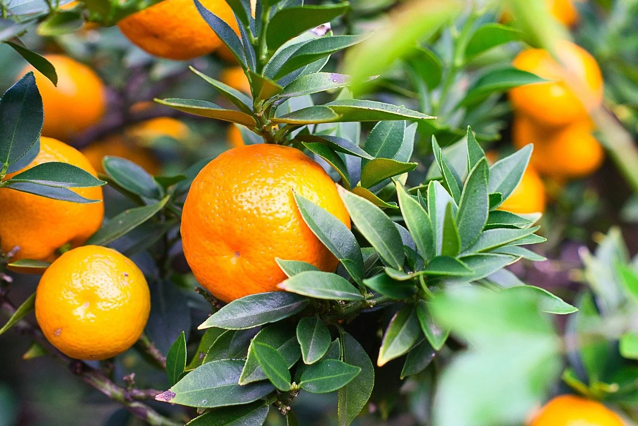 시르투인이 많은 귤