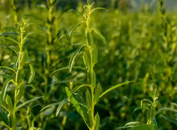 국내산 참깨 가격 및 효능, 참깨 영양성분