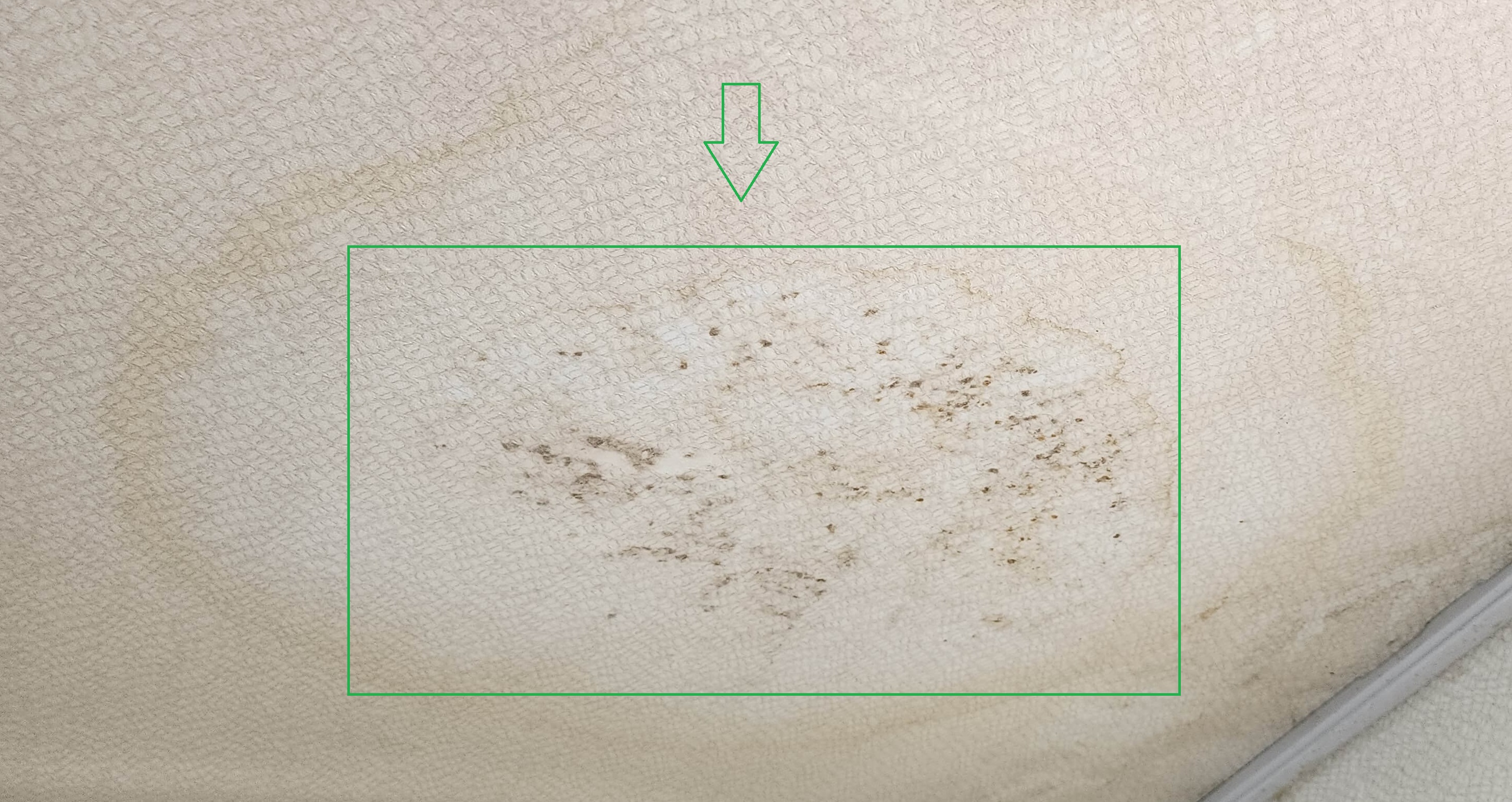 곰팡이 제거제 젤형태 벽지 천장5