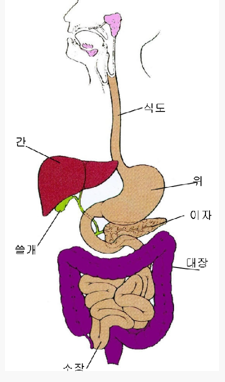 소화기관