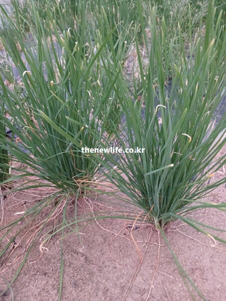 부추 효능 중 으뜸인 남자 기력 회복과 활력 증진을 돕는 튼튼한 뿌리 실사진