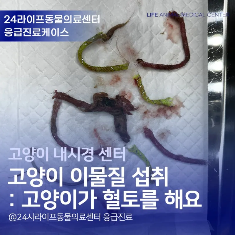 "고양이