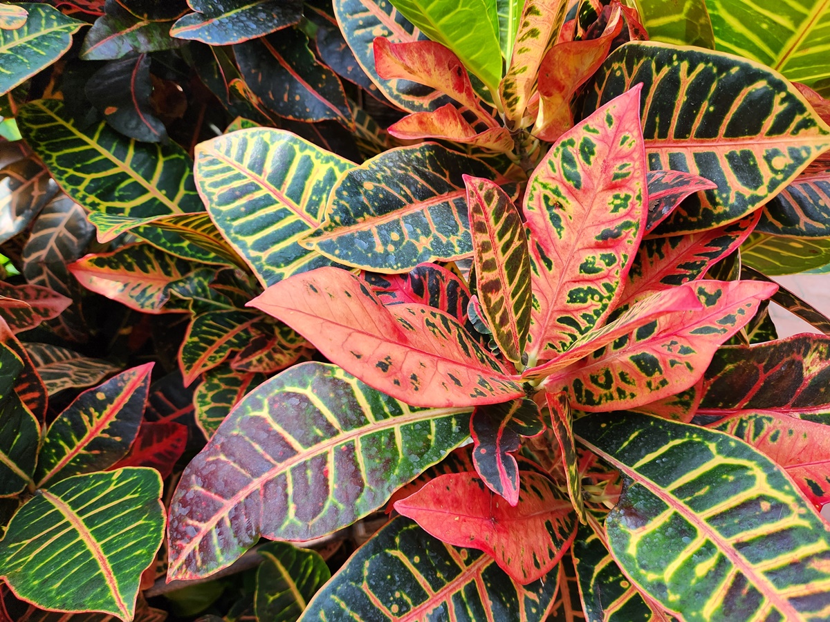 크로톤(Croton)