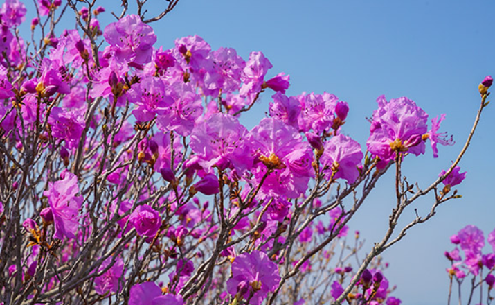 여수-진달래축제-사진