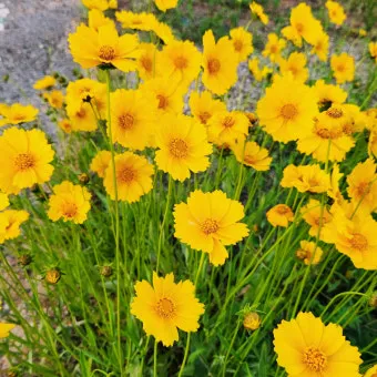 함안 악양생태공원 금계국 개화 시기와 사진 촬영 팁_49