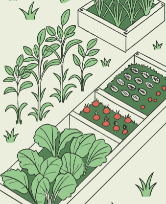 6월에 심는 밭작물 | 늦은 여름까지 수확하는 비법 9