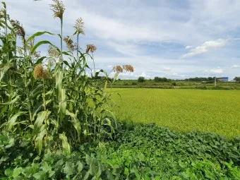 수수 재배 이삭 관리 쓰러짐 방지 건조 수확_11