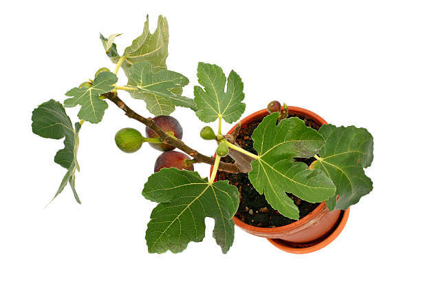 화분에 있는 작은 무화과 나무 사진