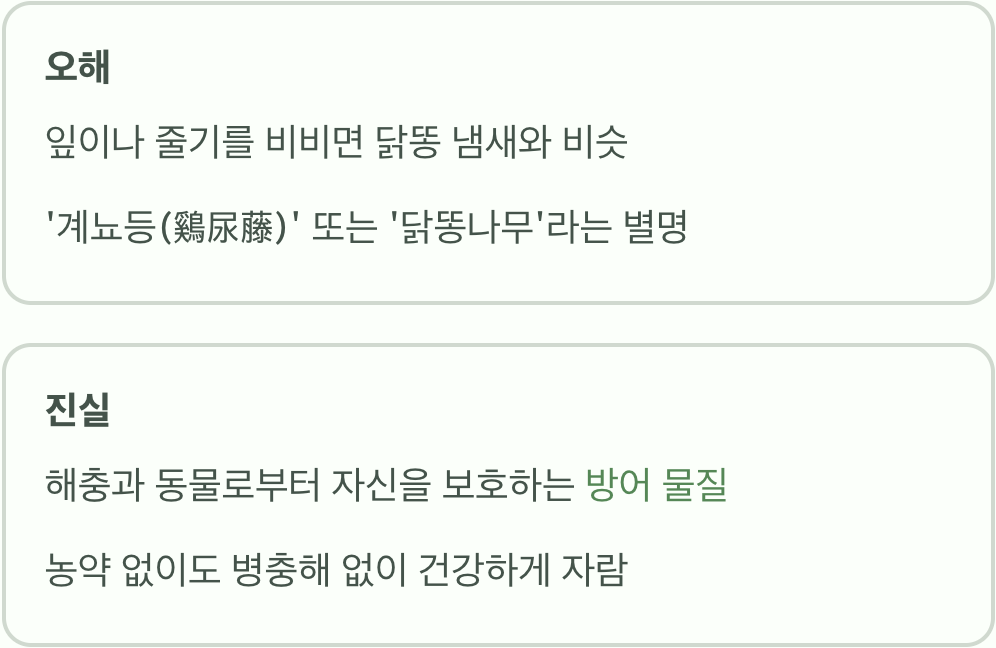 '닭똥 냄새'라는 누명, 그 오해와 진실