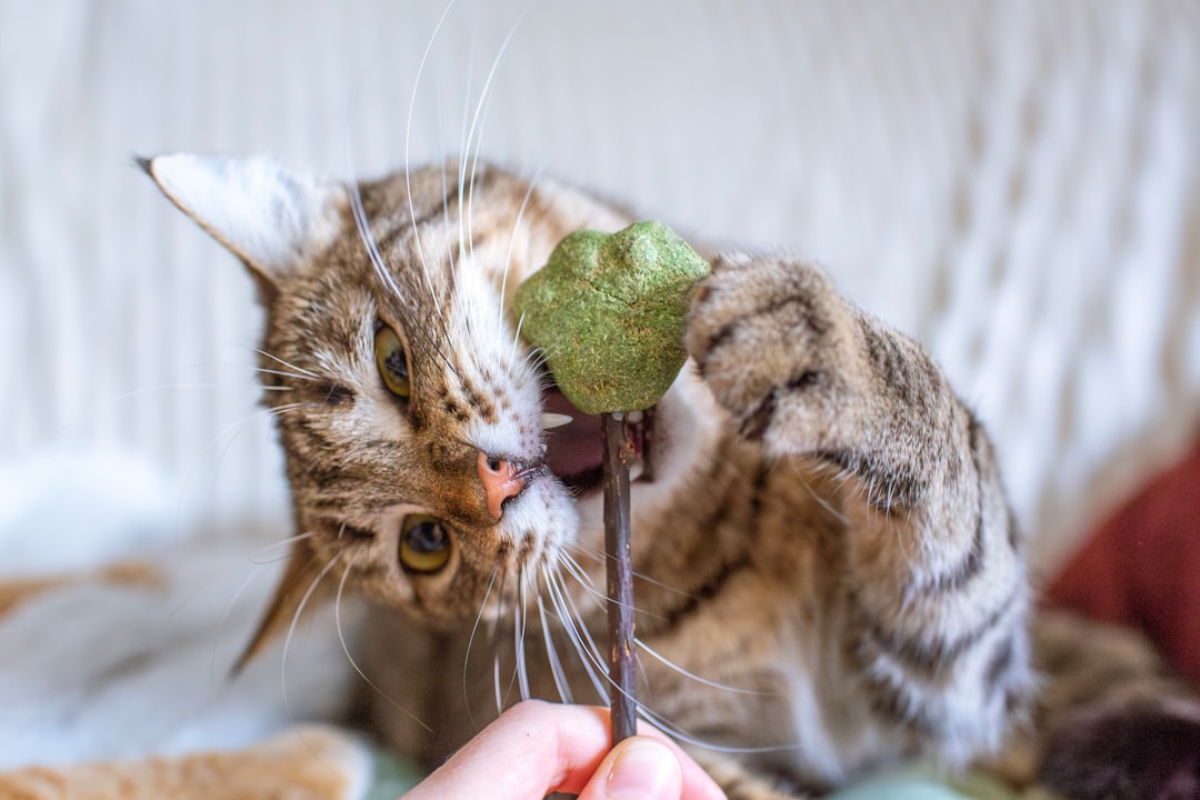 Catnip
